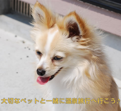 伊豆長岡温泉 数寄屋造り・離れ家の湯宿 古奈別荘 - 【さき楽28×ペット】早期予約でお一人様3000円OFF!ペットと過ごす至福の休日<2食付>プラン