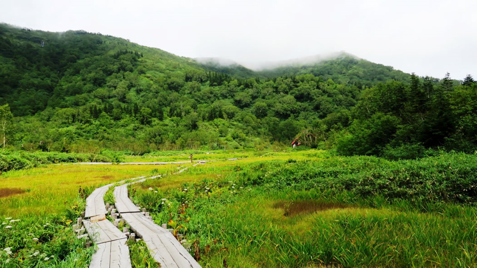 【栂池自然園】日本でも有数の高層湿原があります