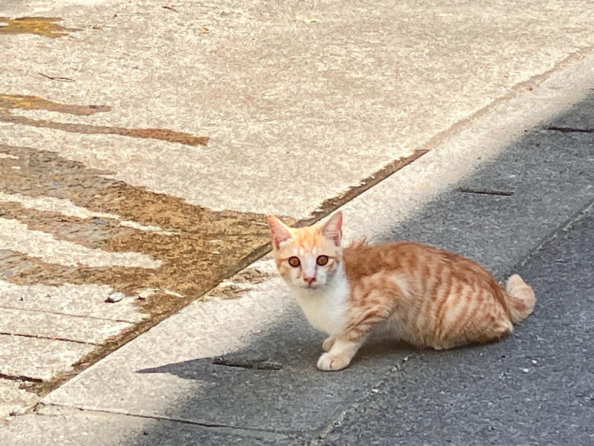 猫めぐり