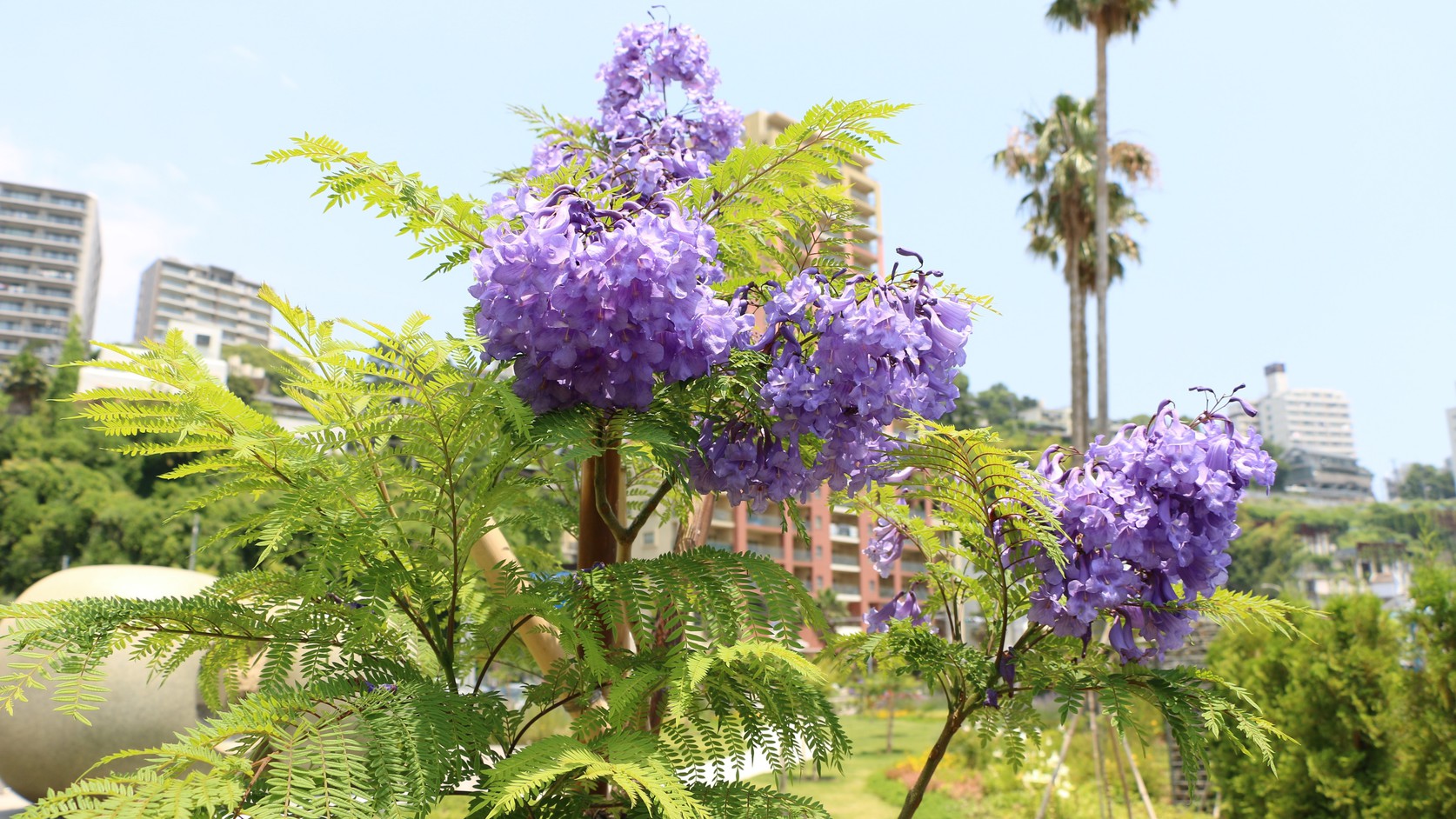 6月頃開花ジャカランダ