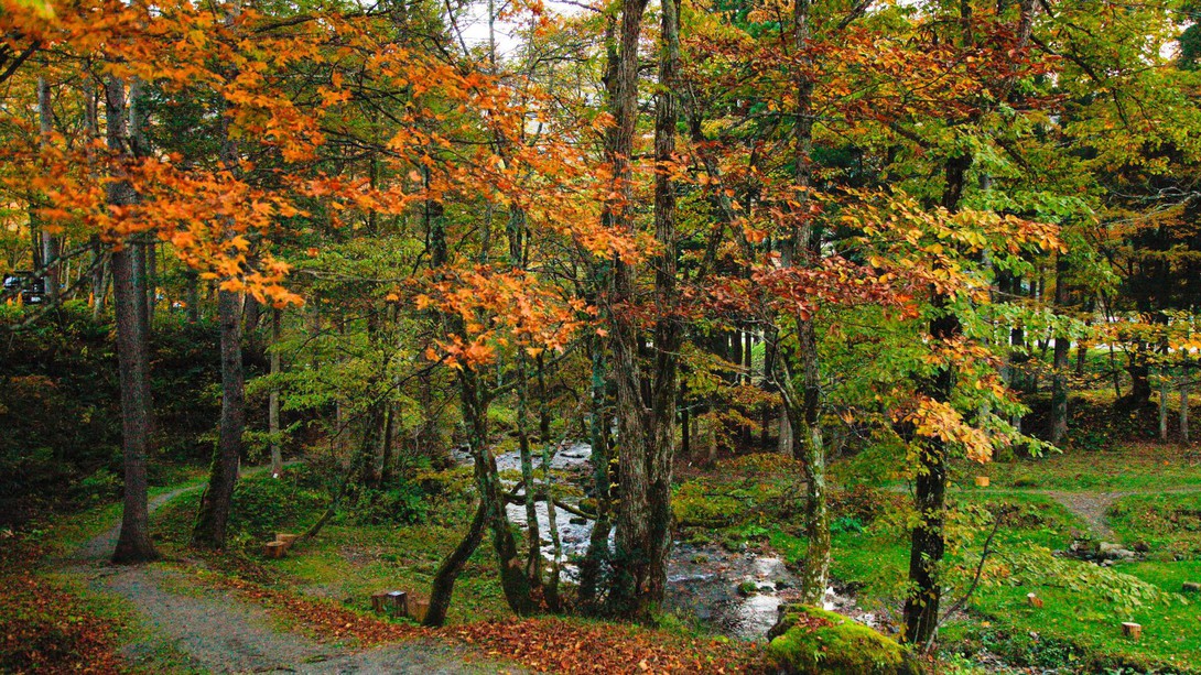 秋色に染めた高山の森
