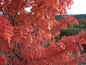 紅葉