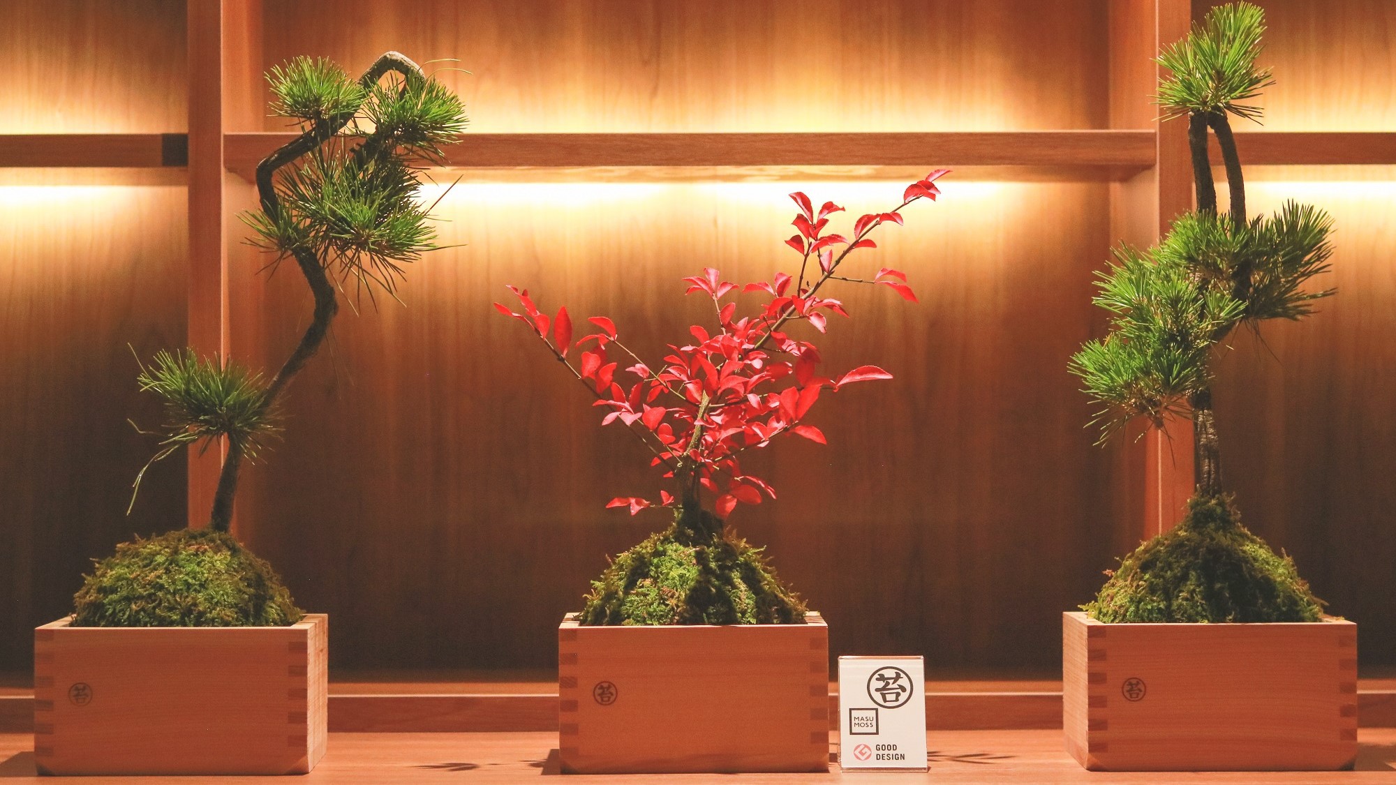 イベント2022年11月MASU（枡）＋MOSS（苔）展示
