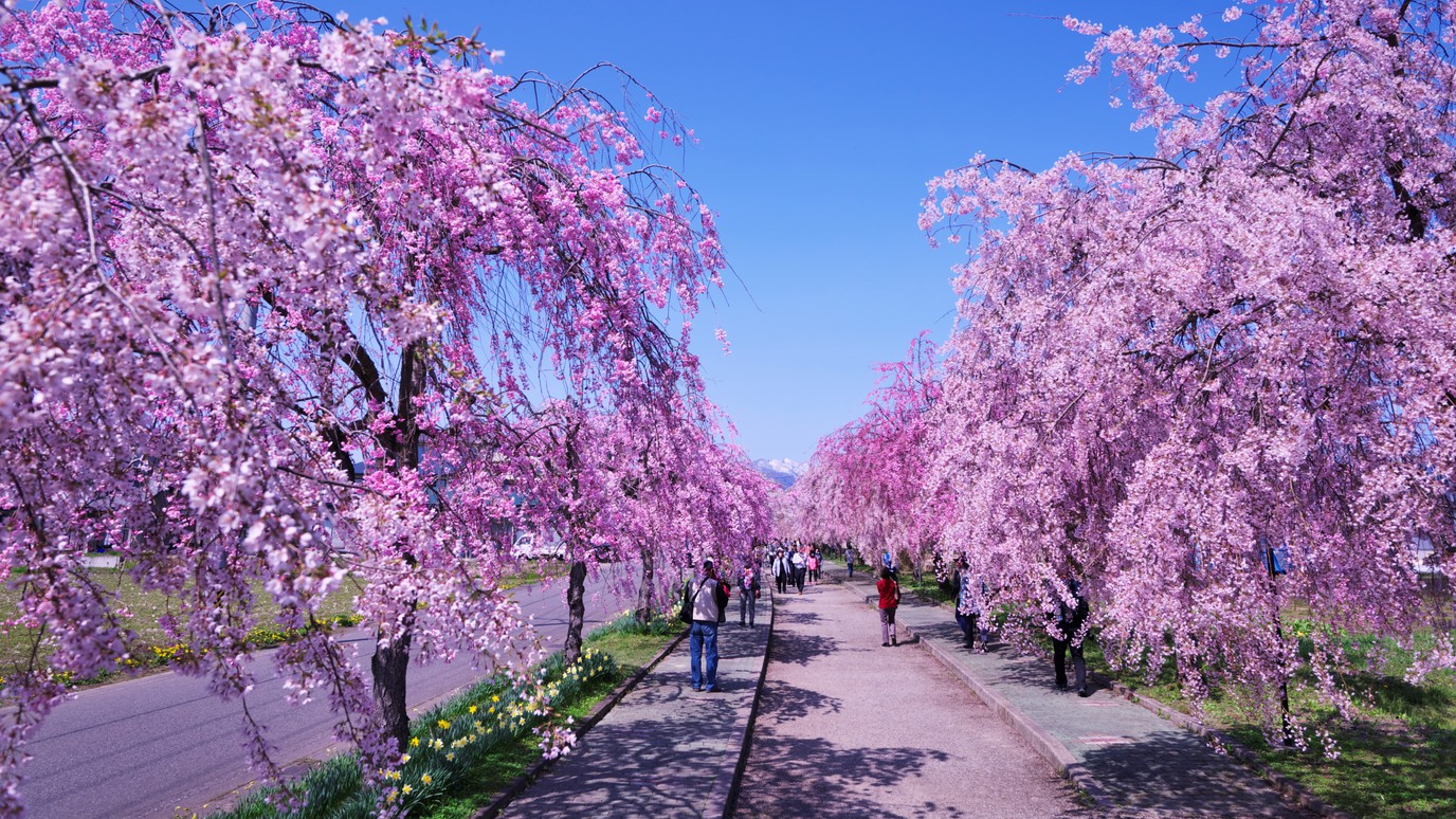 喜多方市日中線跡地しだれ桜並木