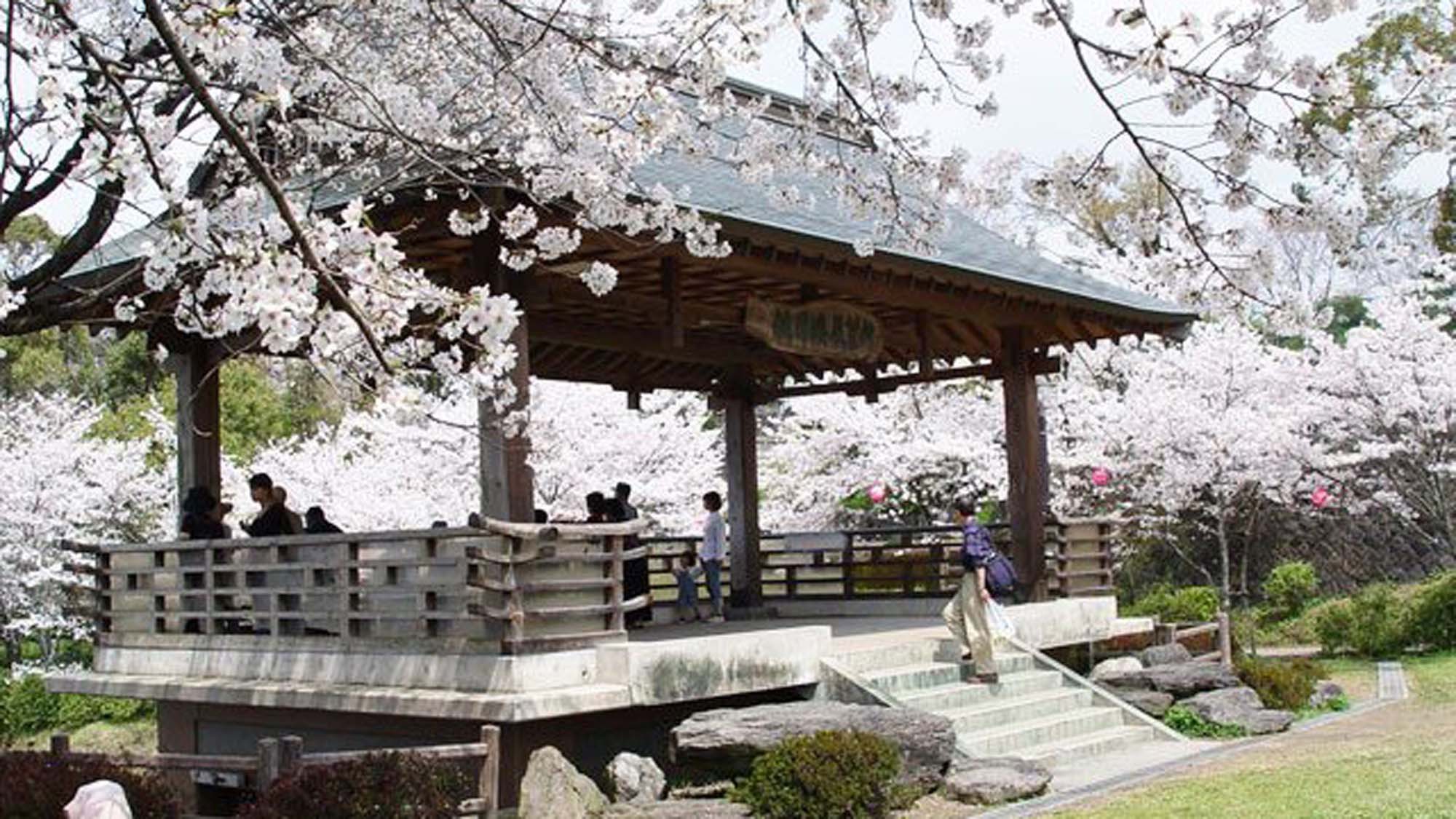 菊池公園ソメイヨシノやヤマザクラなど約3000本の桜が山いっぱいに広がります。