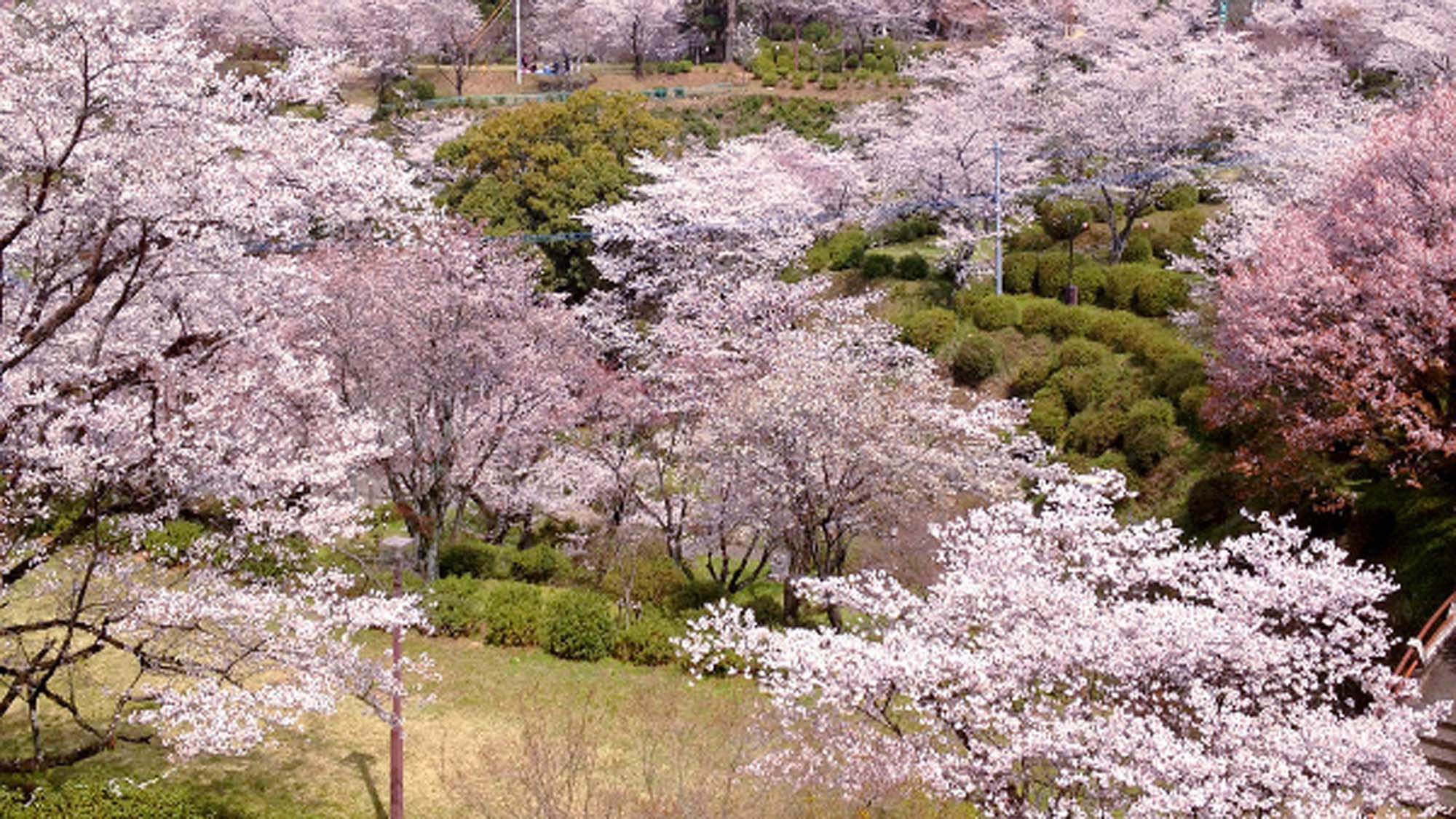 春になると約3000本の桜で覆われる。