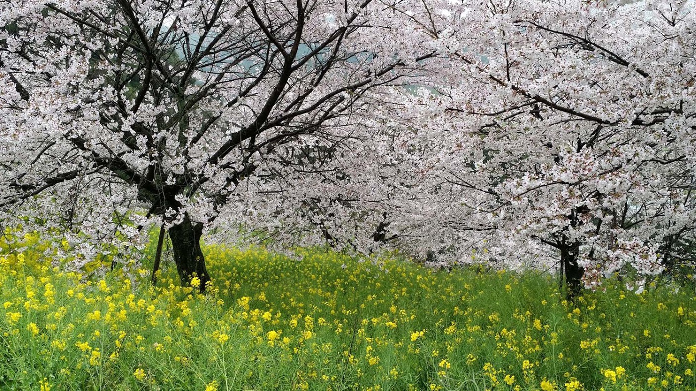 春には桜と菜の花が見えるスポットがあります