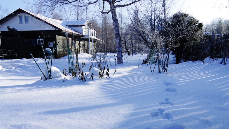 冬の朝、庭の雪にウサギの足跡。