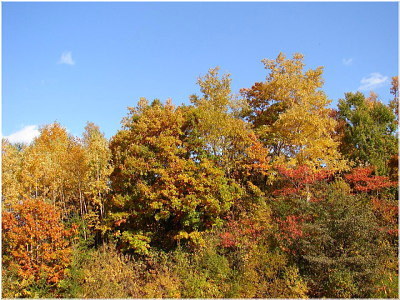 2010部屋からの紅葉
