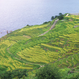 輪島白米の千枚田