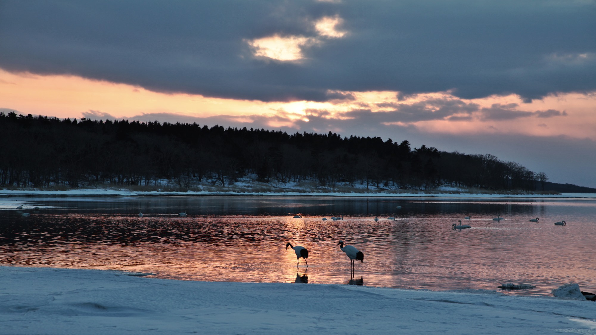 *風連湖/美しい夕焼けと共に、野鳥を観察することができます。