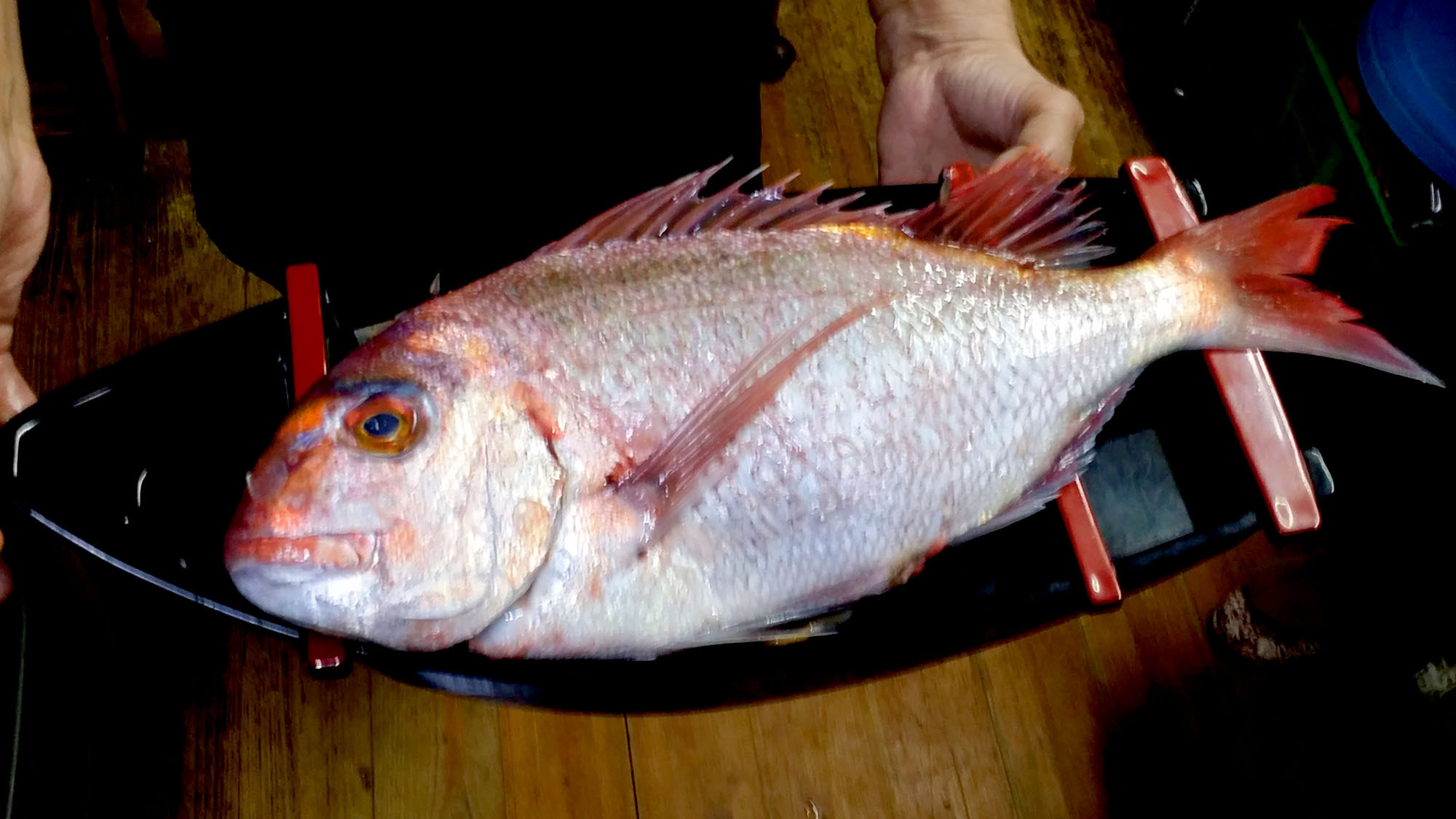 お客様が釣った魚