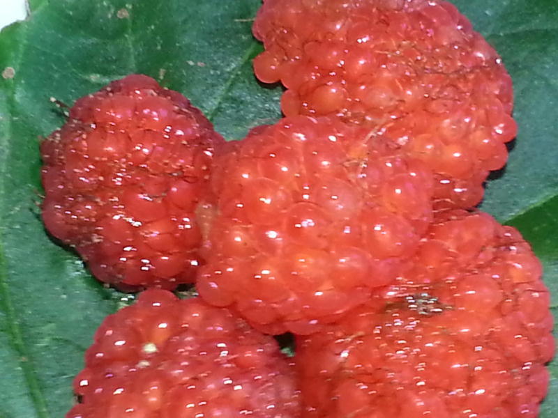 イチュンビ（ヨロン風野イチゴ）