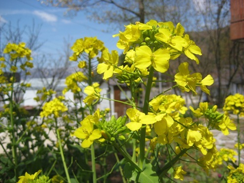 菜の花