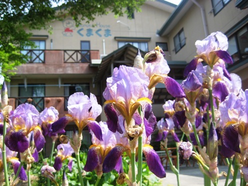 くまくま アイリス