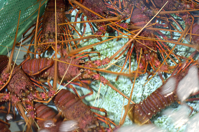 魚魚市場の伊勢海老