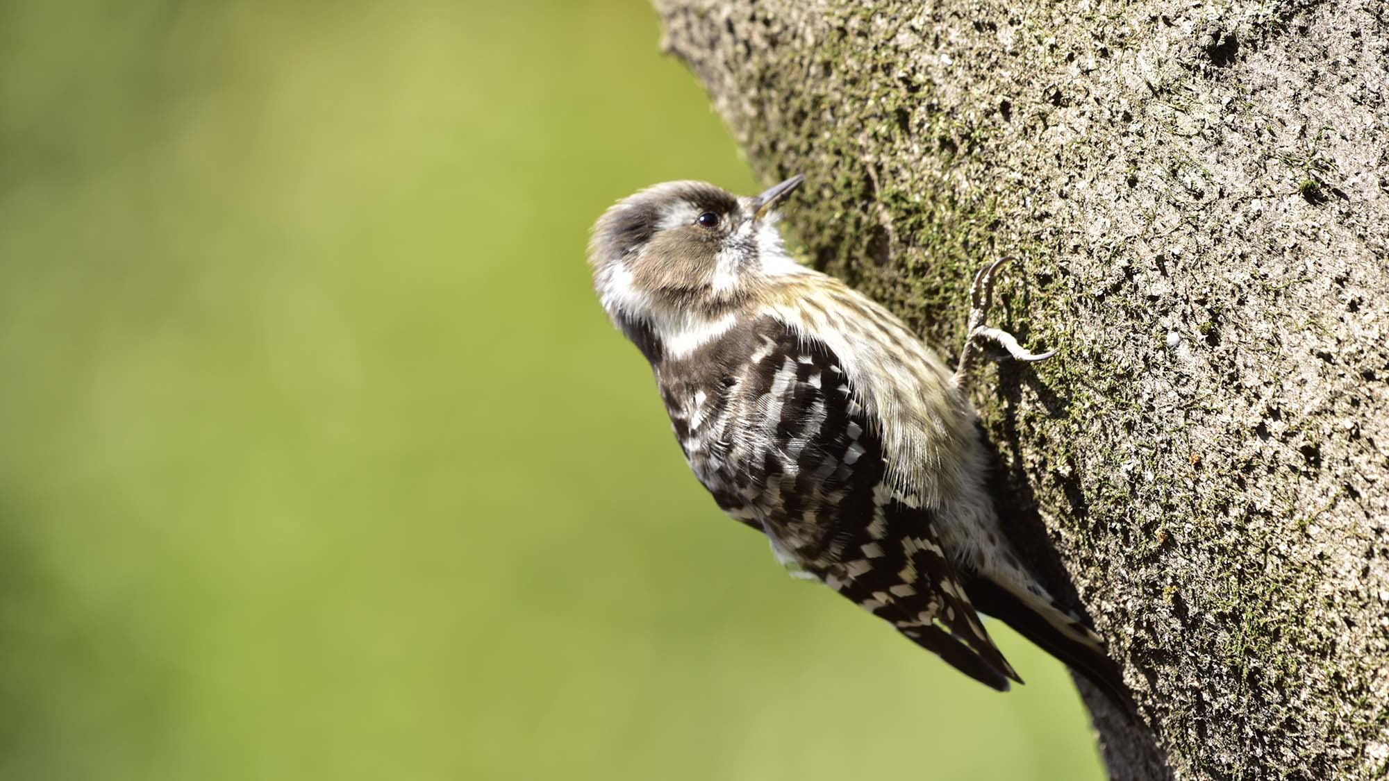 コゲラ（野鳥）コテージ周辺の森ではたくさんの野鳥を観察できます。