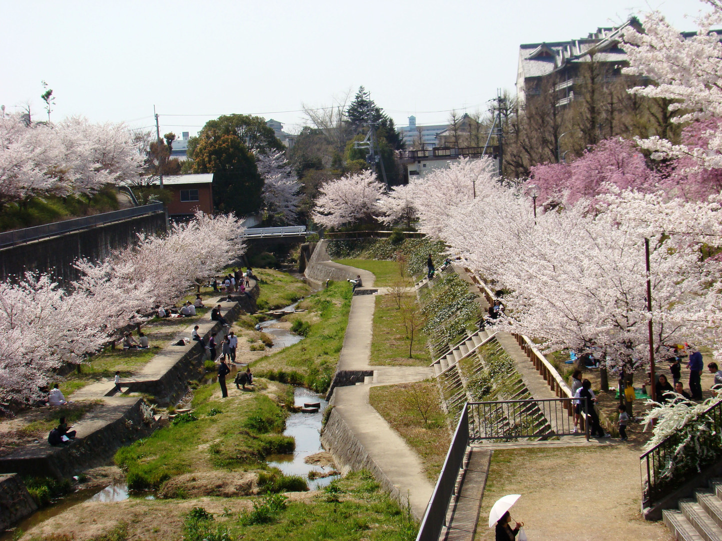 ビジネス旅館 やまべ 奈良の桜スポットフォトギャラリー 楽天トラベル