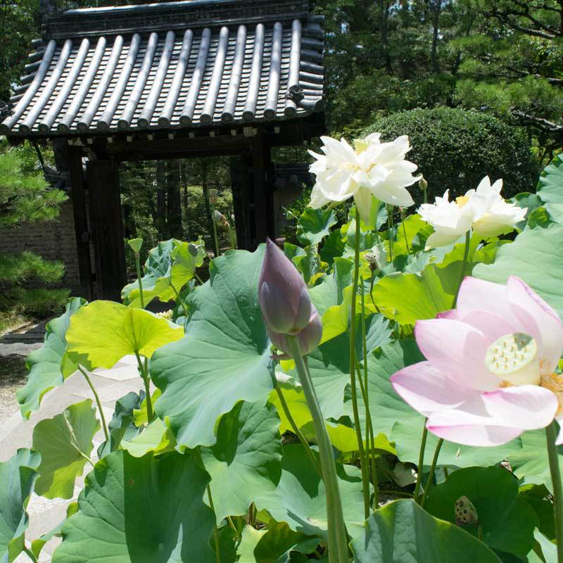 【季節の花】ハスの花唐招提寺