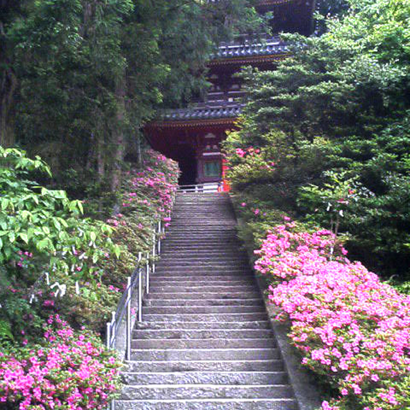 【季節の花】つつじ松尾寺