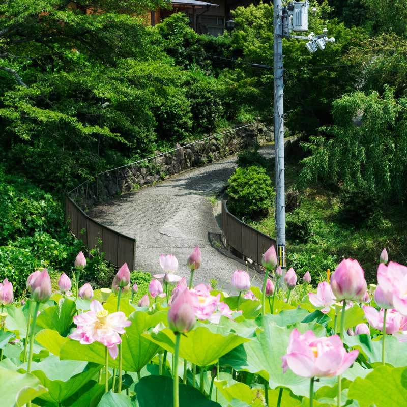 【季節の花】ハス天の香久山