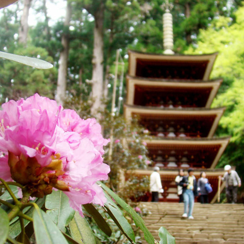 【観光】室生寺シャクナゲ