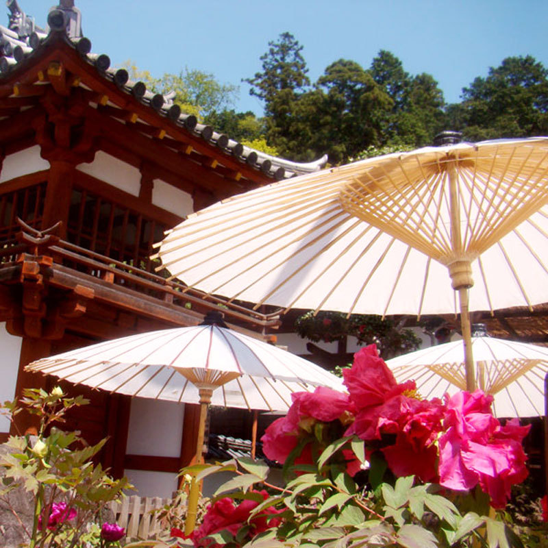 【季節の花】岡寺牡丹