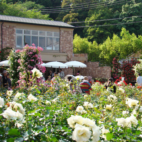 【季節の花】バラ園霊山寺