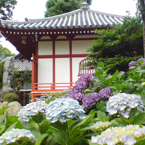 【季節の花】アジサイ久米寺