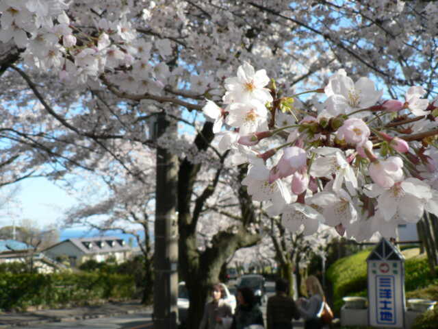 伊豆高原桜祭り