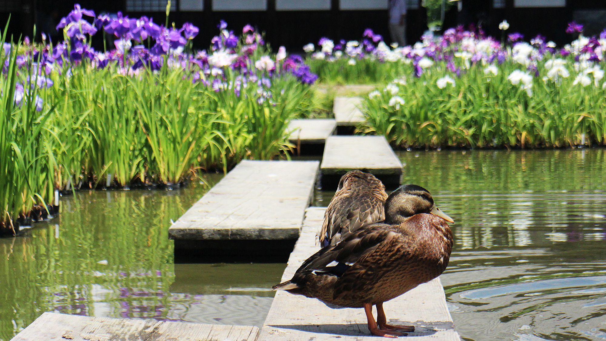 加茂荘花鳥園
