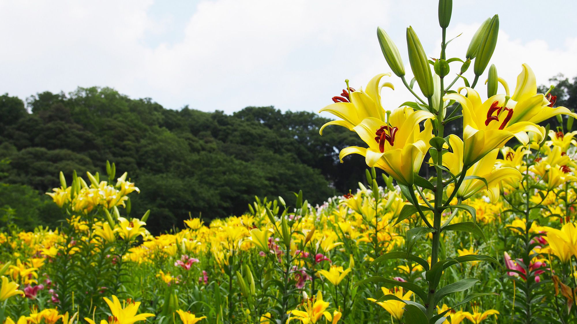 可睡ゆりの園