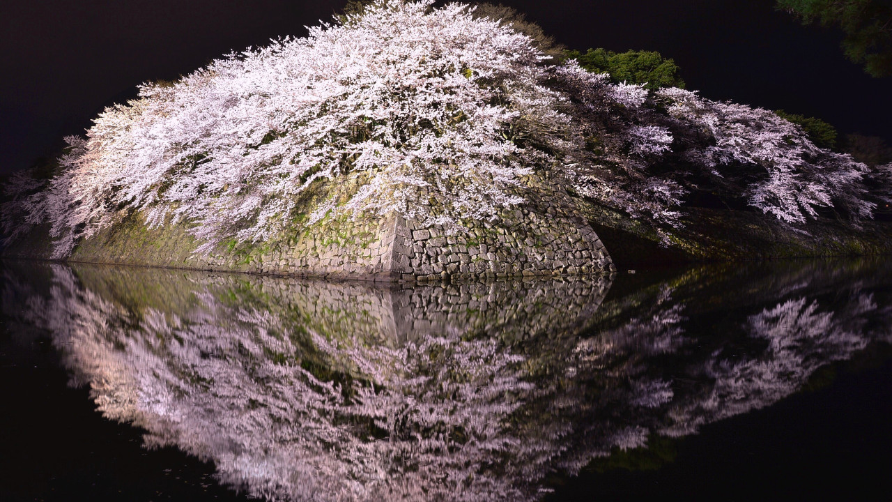 彦根城桜ライトアップPhoto:（公社）びわこビジターズビューロー