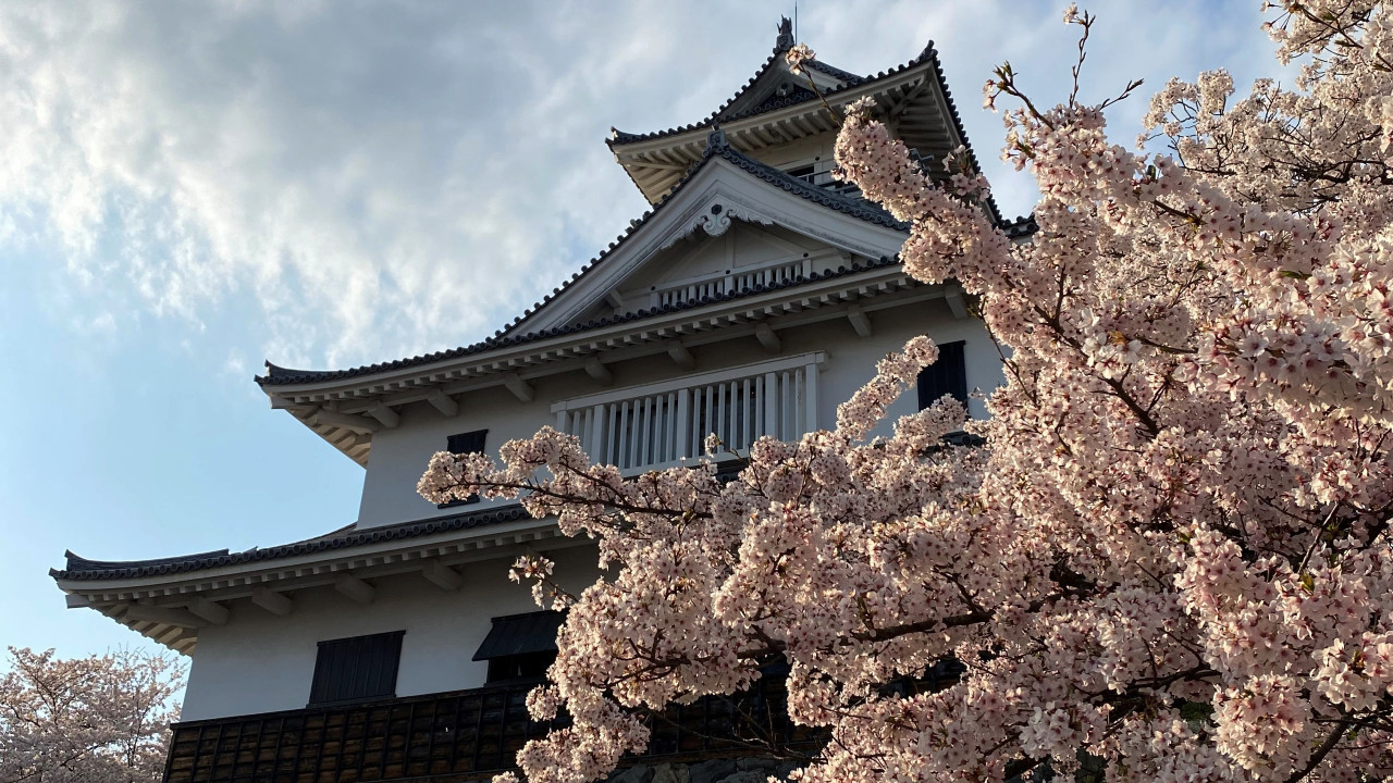 長浜城桜