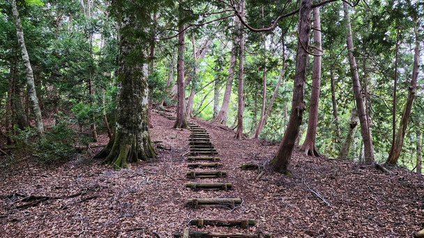 遊歩道の森を通して、美しい景観と四季の森時間を過ごす！