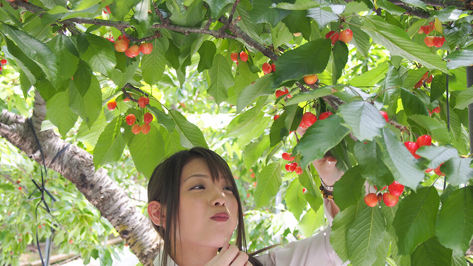 さくらんぼ狩り