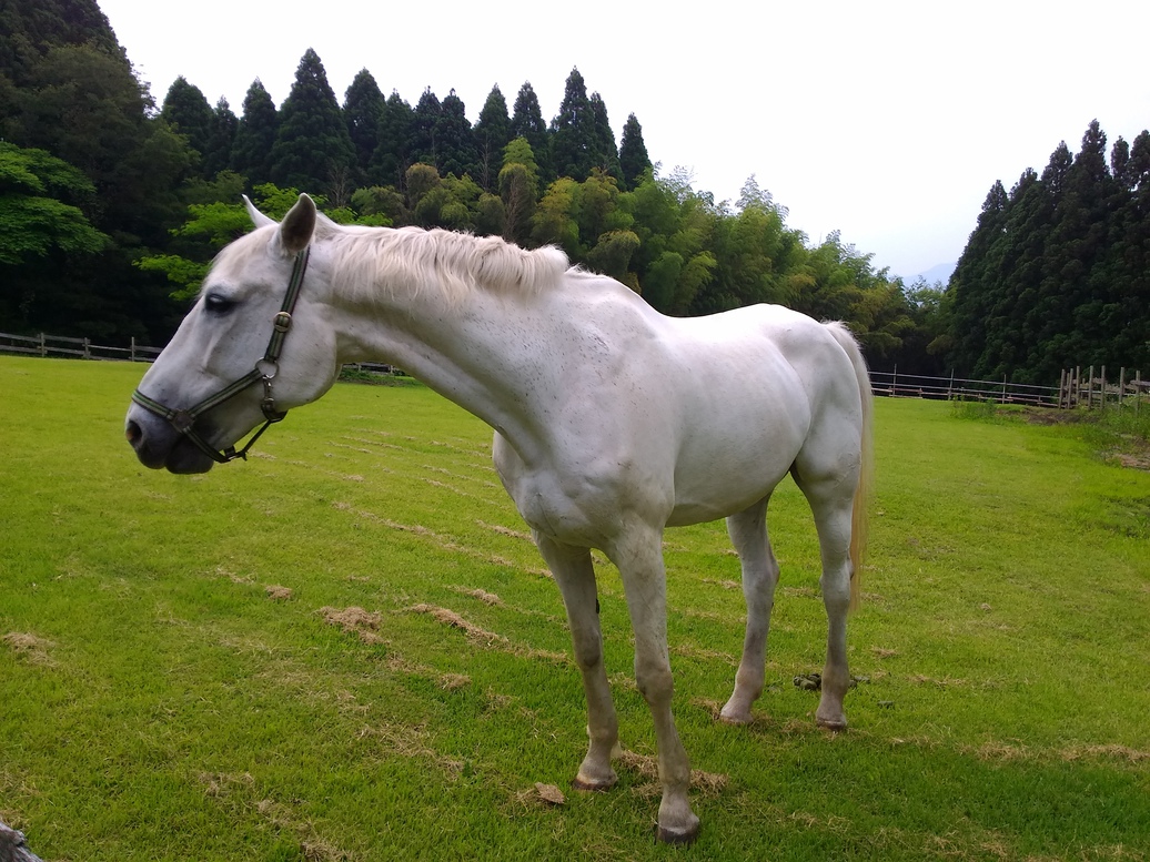 放牧場馬