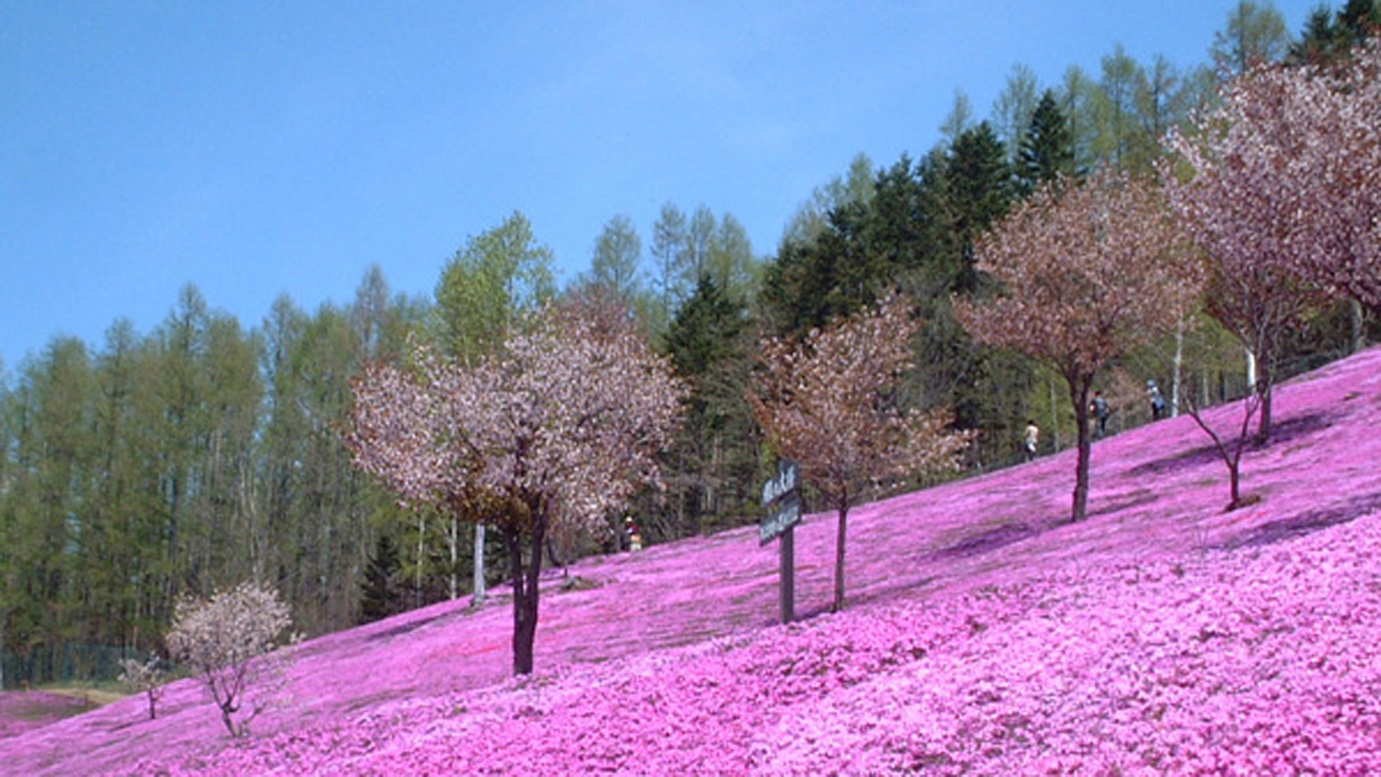 【芝桜公園】エゾヤマサクラと芝桜。その年の天候によっては両方見ることができます♪