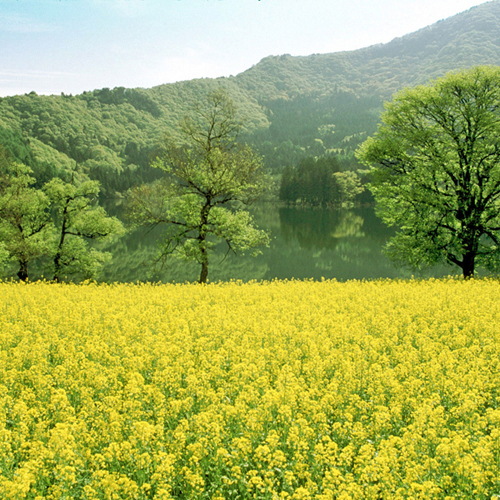 *飯山菜の花