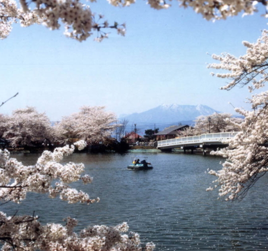 がりゅう公園桜500