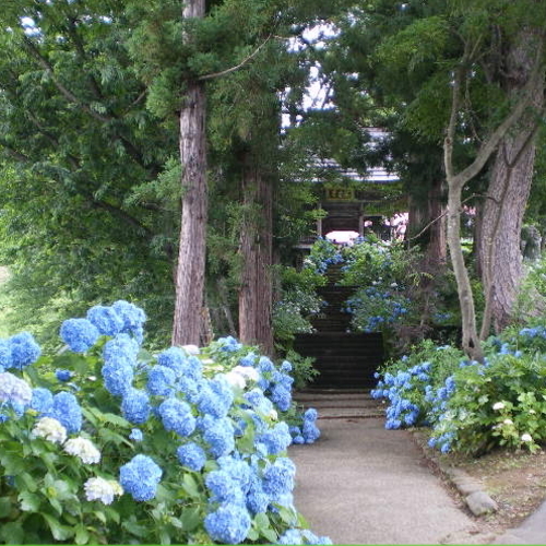 紫陽花500