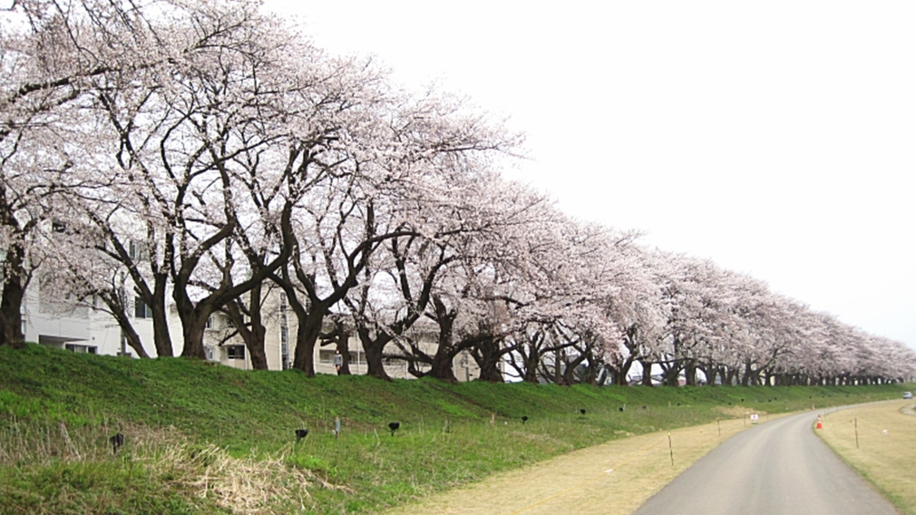 【足羽川桜並木】