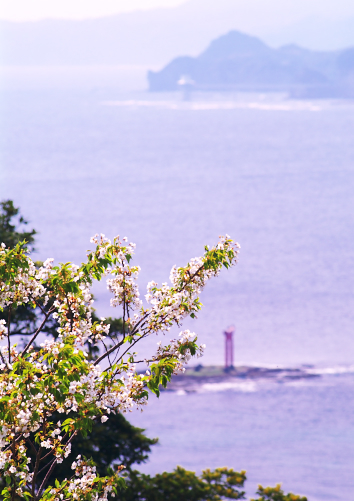 勝浦湾をバックに桜