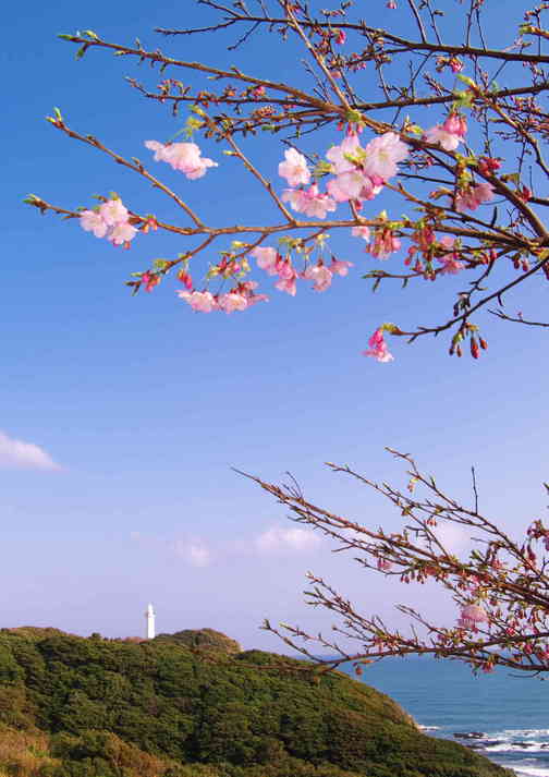 河津桜と勝浦灯台