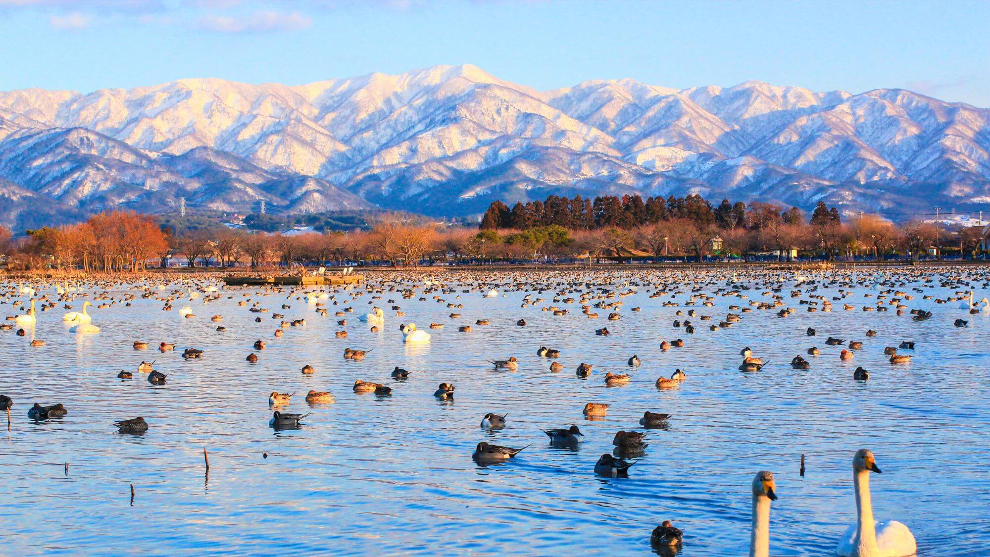 【瓢湖】お車で約20分。白鳥飛来のピークは11月下旬。早朝か夕方には五千羽以上見られることも。