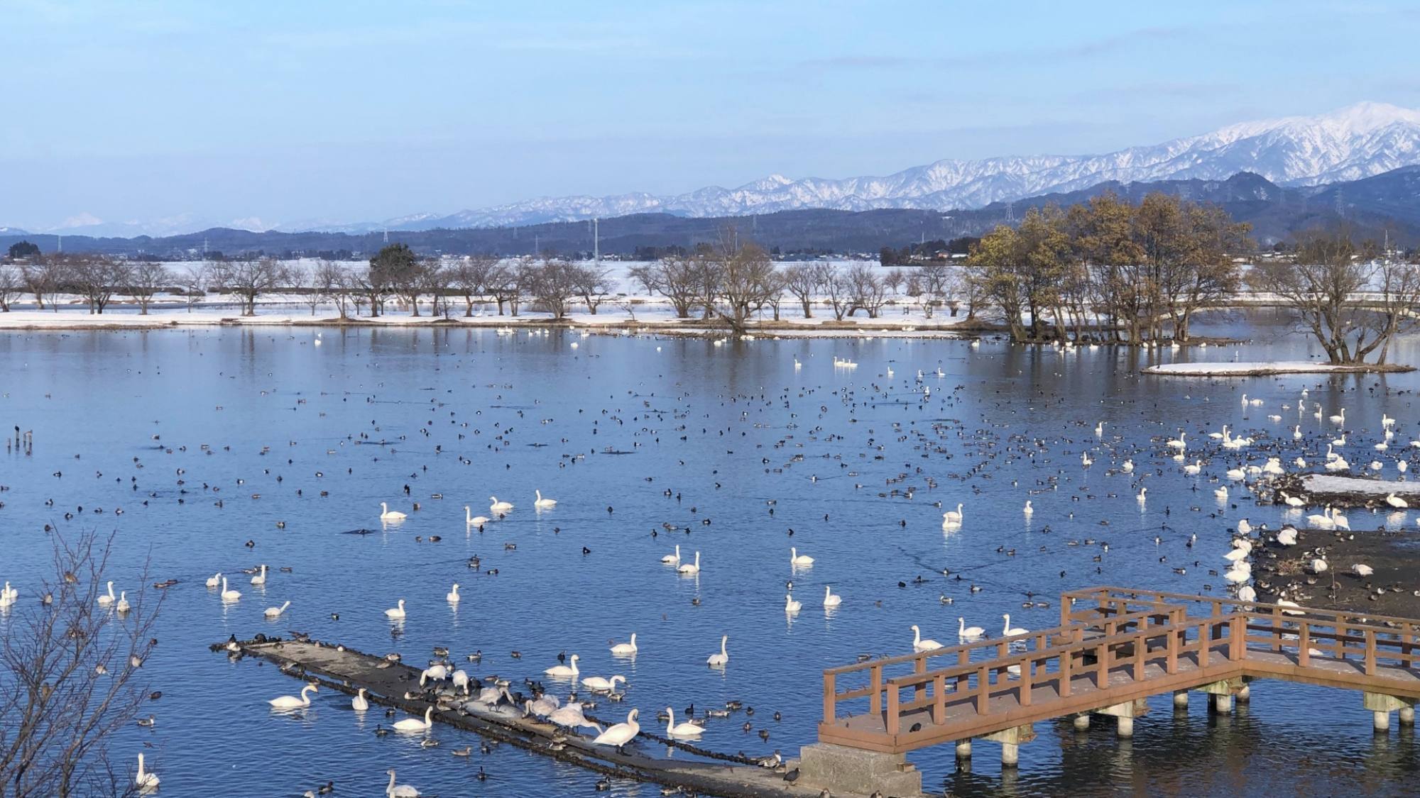 【瓢湖】当館よりお車20分。白鳥飛来のピークは11月下旬。早朝か夕方には五千羽以上を見られることも。