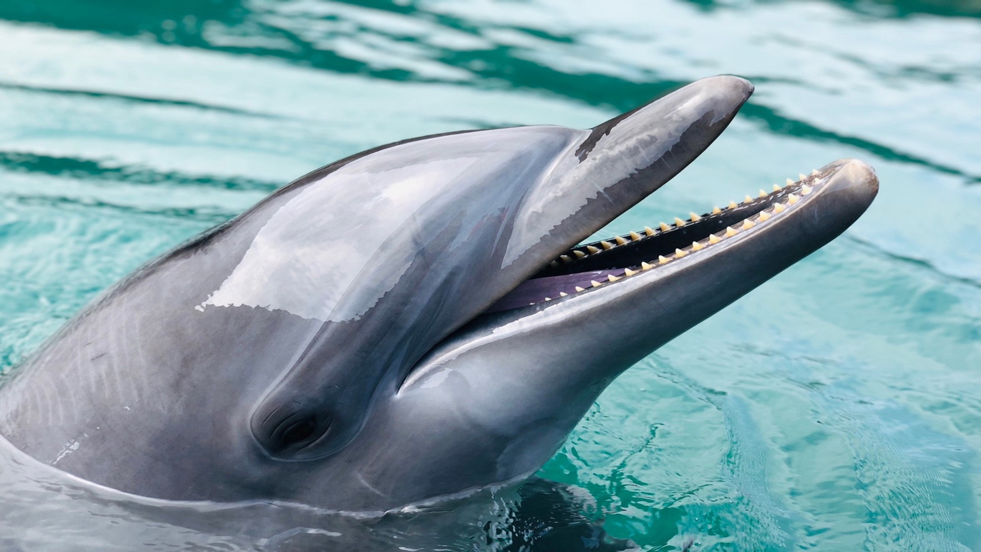*【壱岐イルカパーク&リゾート】イルカと至近距離で触れ合え、遊べる公園♪大人から子供まで楽しめます。