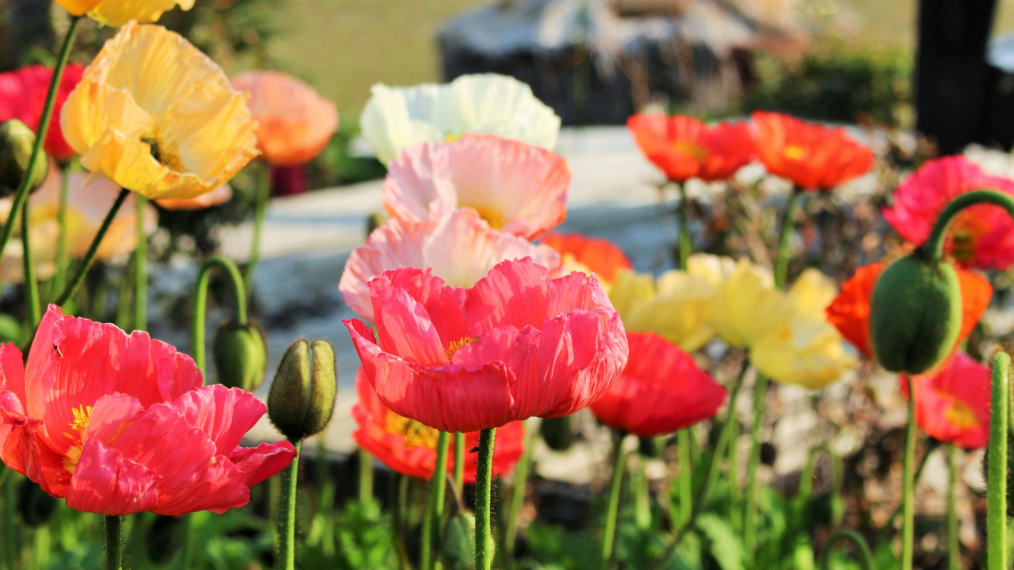 春の南房総はお花の季節♪
