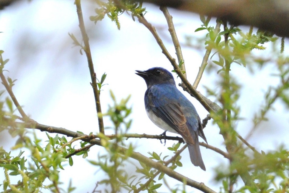 サンボア周辺の野鳥