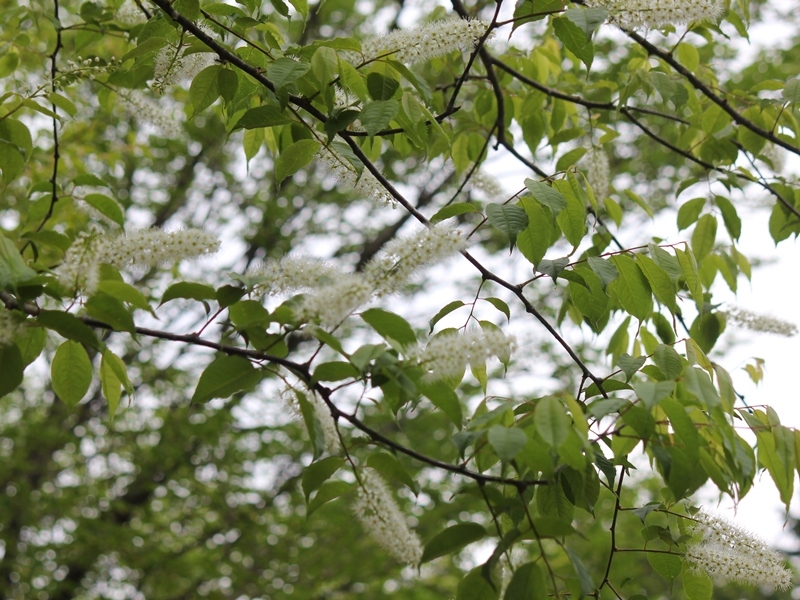 春に咲くウワバミザクラ